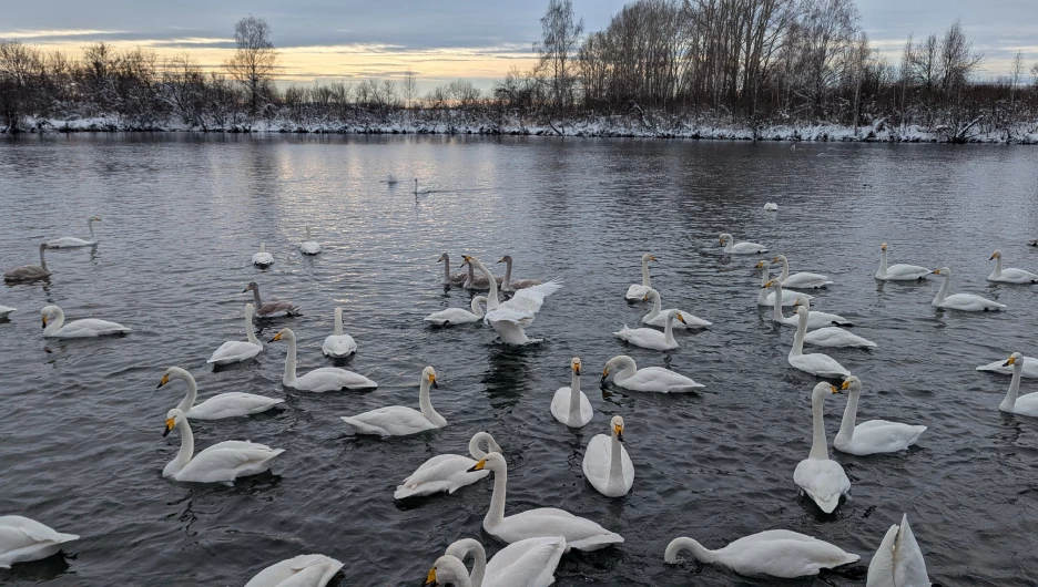 Туристы встретились с зимующими лебедями-кликунами.