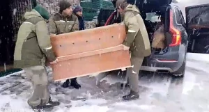 «Невидимая» росомаха уже мчит к Барнаульскому зоопарку