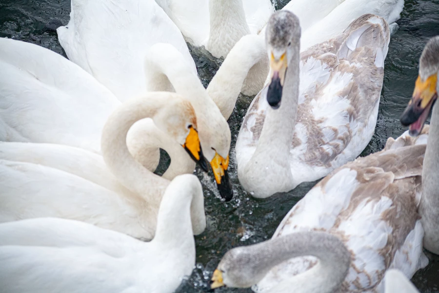 Лебединая зимовка на озере Светлое в Советском районе.