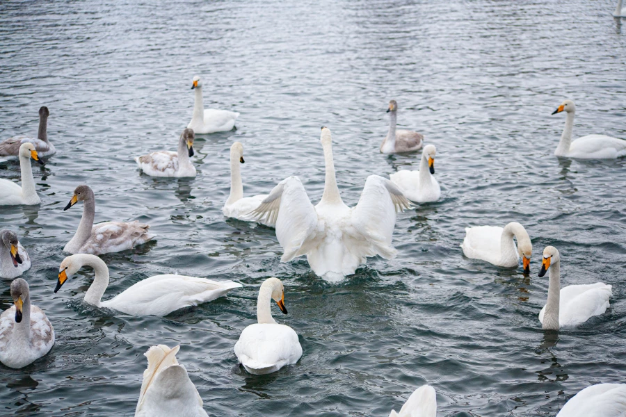 Лебединая зимовка на озере Светлое в Советском районе.
