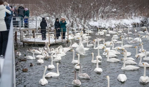 Лебединая зимовка на озере Светлое в Советском районе.