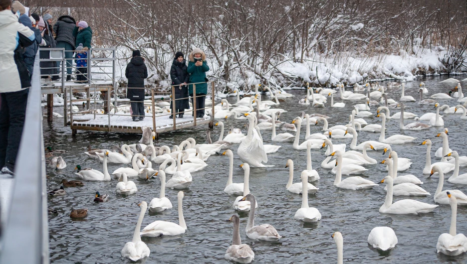 Лебединая зимовка на озере Светлое в Советском районе.