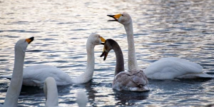 Лебединая зимовка на озере Светлое в Советском районе.