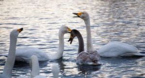 Лебединая зимовка на озере Светлое в Советском районе.