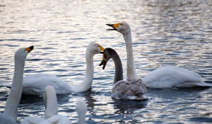 Лебединая зимовка на озере Светлое в Советском районе.