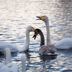 Лебединая зимовка на озере Светлое в Советском районе.
