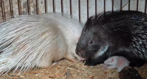 В «Лесной сказке» у пары дикобразов впервые родились малыши.