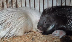 В «Лесной сказке» у пары дикобразов впервые родились малыши.