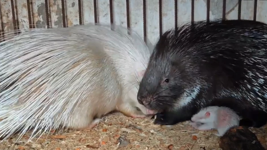В «Лесной сказке» у пары дикобразов впервые родились малыши.