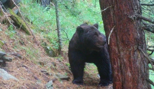 Медведи на Алтае.