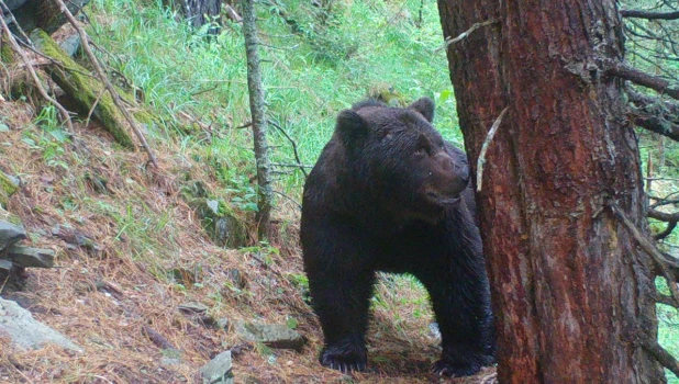 Медведи на Алтае.