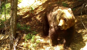 Медведи на Алтае.