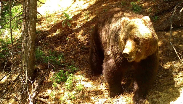Медведи на Алтае.