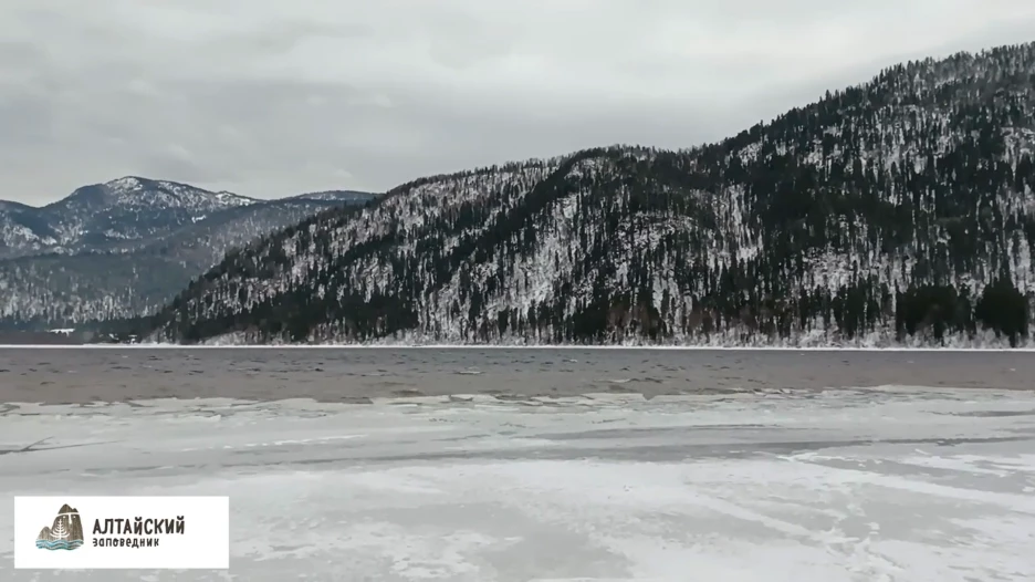 Телецкое озеро после попытки замерзнуть. 