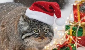 Звери в Новосибирском зоопарке перед Новым годом. 