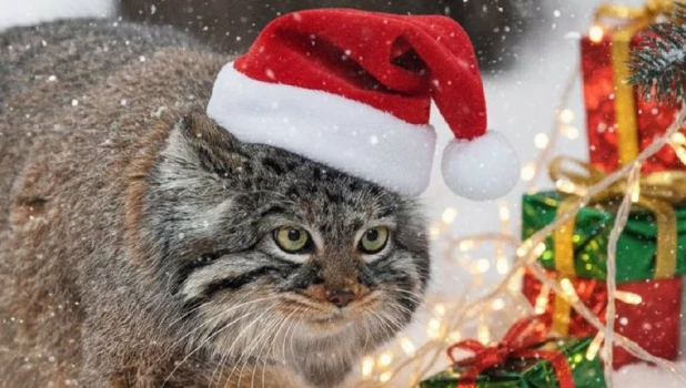 Звери в Новосибирском зоопарке перед Новым годом. 