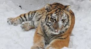 Тигрица Ракша. 