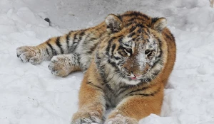 Тигрица Ракша. 