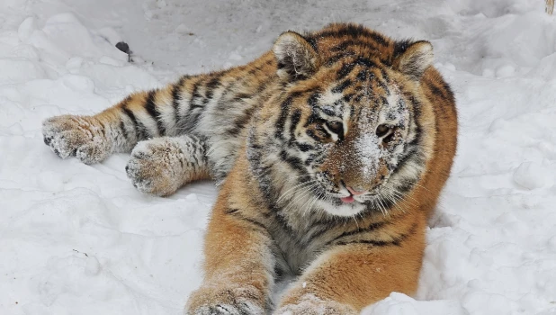 Тигрица Ракша. 