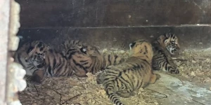 Малыши из Барнаульского зоопарка.