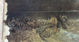 Малыши из Барнаульского зоопарка.