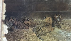 Малыши из Барнаульского зоопарка.