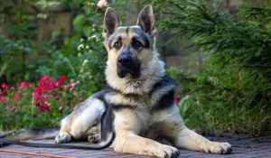 Сериал "Мухтар. Он вернулся".