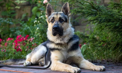 Мухтар вернулся на службу в новом сериале НТВ