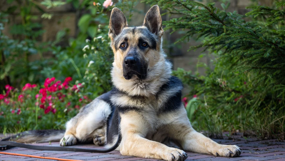 Сериал "Мухтар. Он вернулся".