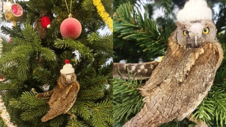 Фрай на елке. 