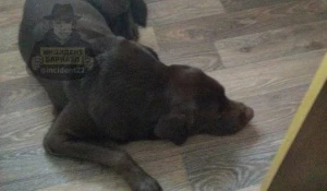 Собаку бросили на улице в Барнауле.