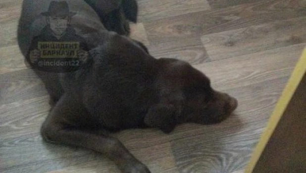Собаку бросили на улице в Барнауле.