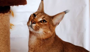 На «Авито» в Барнауле появилось предложение о продаже котят редкой породы каракет.