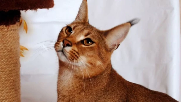 На «Авито» в Барнауле появилось предложение о продаже котят редкой породы каракет.