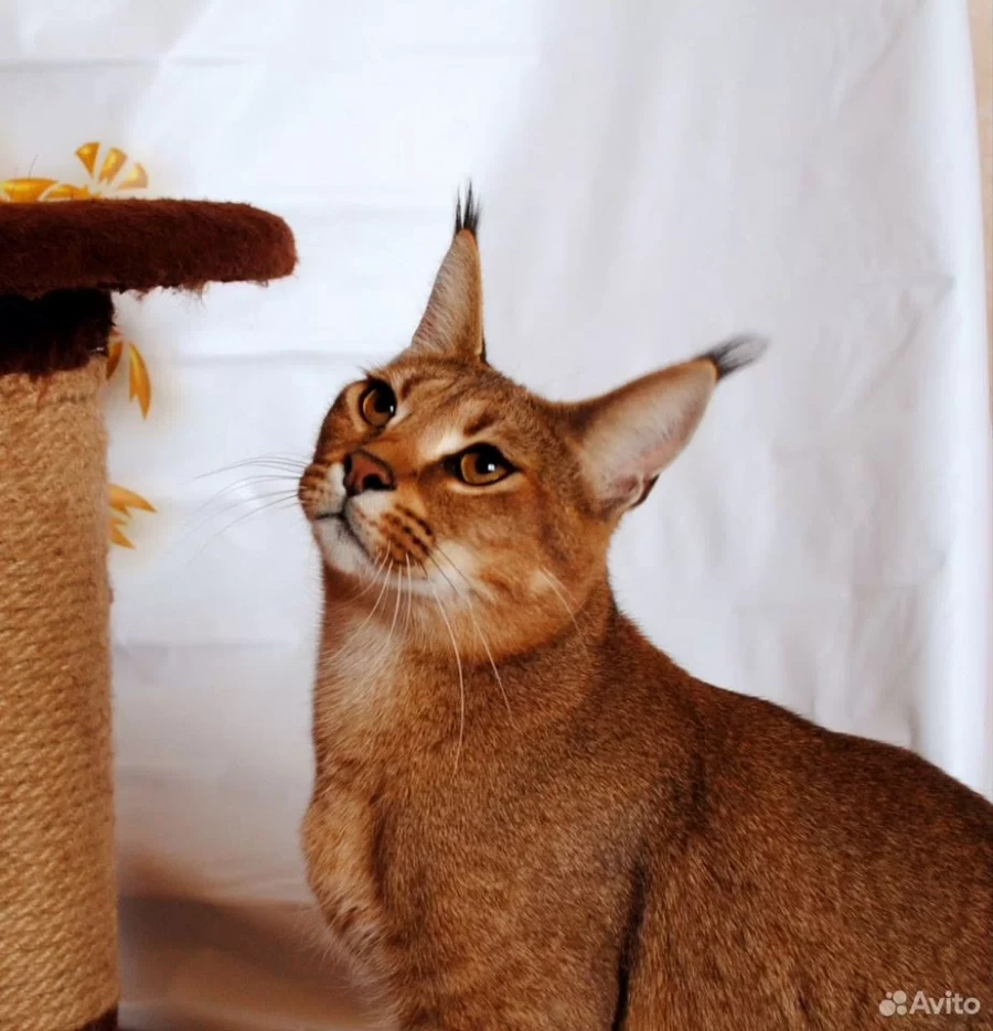 На «Авито» в Барнауле появилось предложение о продаже котят редкой породы каракет.