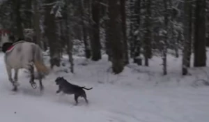 Собака бежит за лошадью в Ленинградской области. 