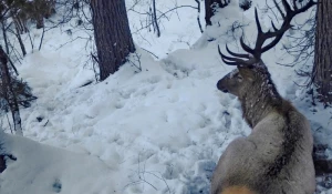 Отдых марала на Алтае.