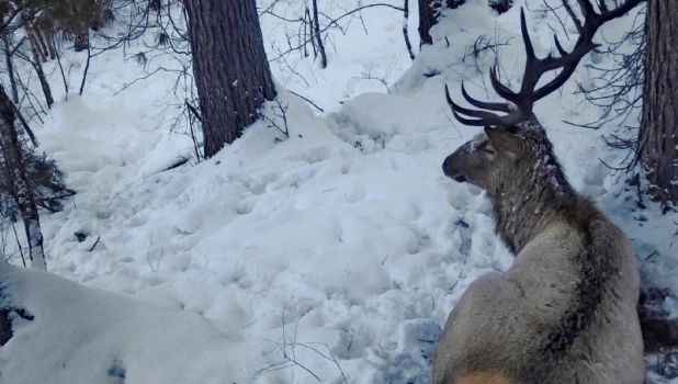 Отдых марала на Алтае.