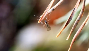 Насекомые бодрствуют на Алтае в разгар зимы.