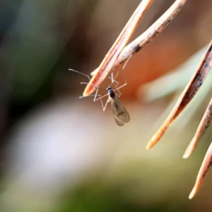 Насекомые бодрствуют на Алтае в разгар зимы.