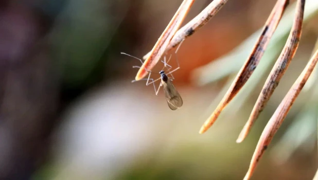 Насекомые бодрствуют на Алтае в разгар зимы.