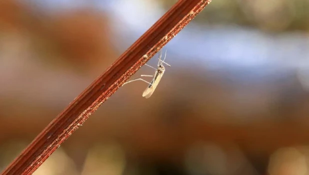 Насекомые бодрствуют на Алтае в разгар зимы.