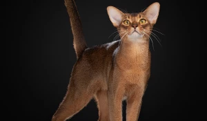 Самый красивый в мире кот 2025 из России.