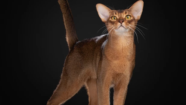 Самый красивый в мире кот 2025 из России.