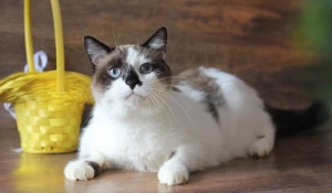 Кошка Империя.