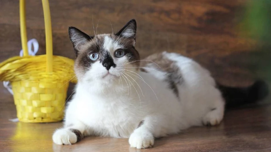 Кошка Империя.