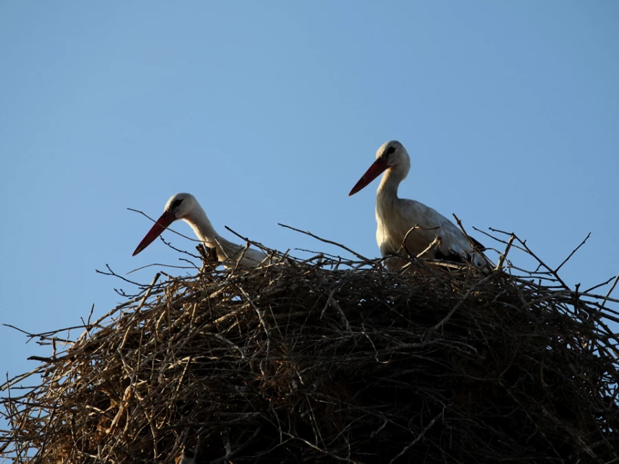 Армения, аисты. 