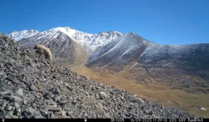 Сайлюгемский мишка.