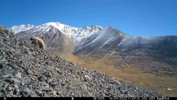 Сайлюгемский мишка.
