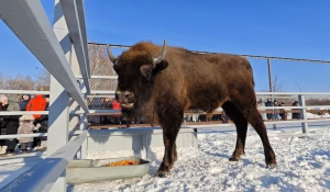 Зубр Мурашик